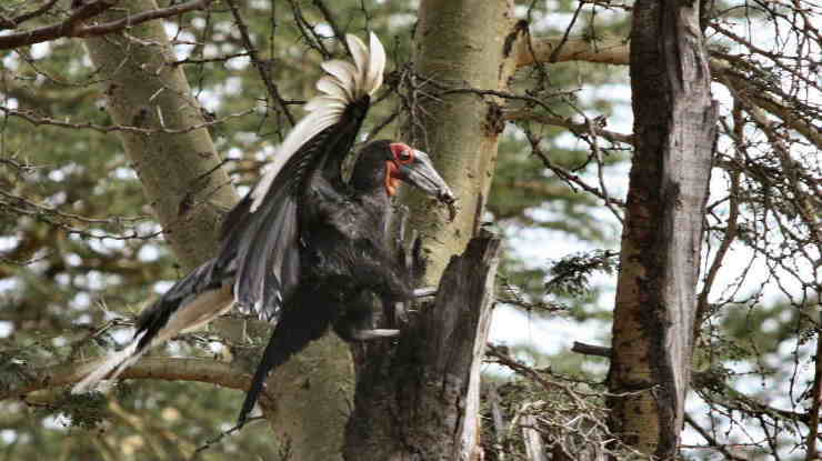 GroudHornbill-LandsOnNest