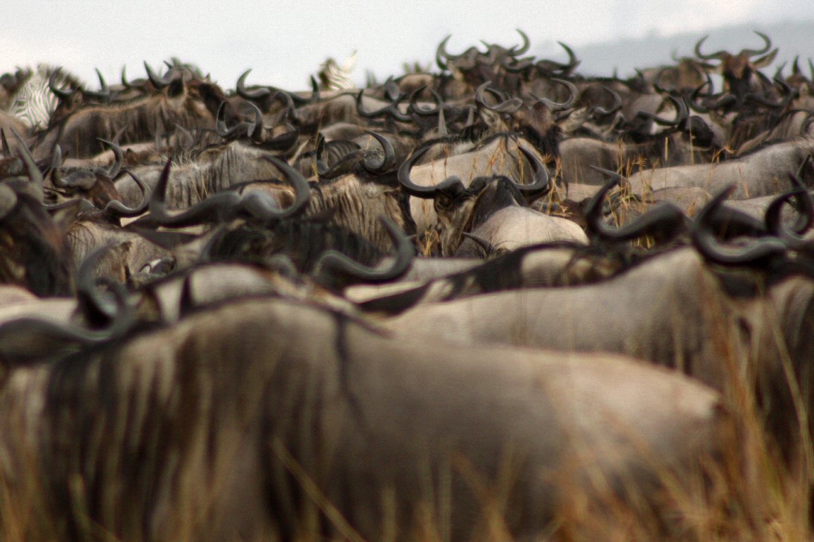 Migration