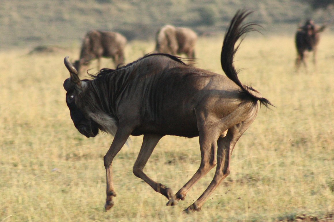 Migration