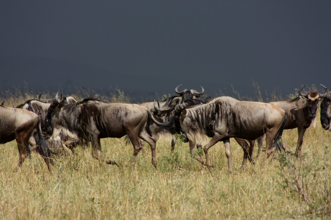 Migration