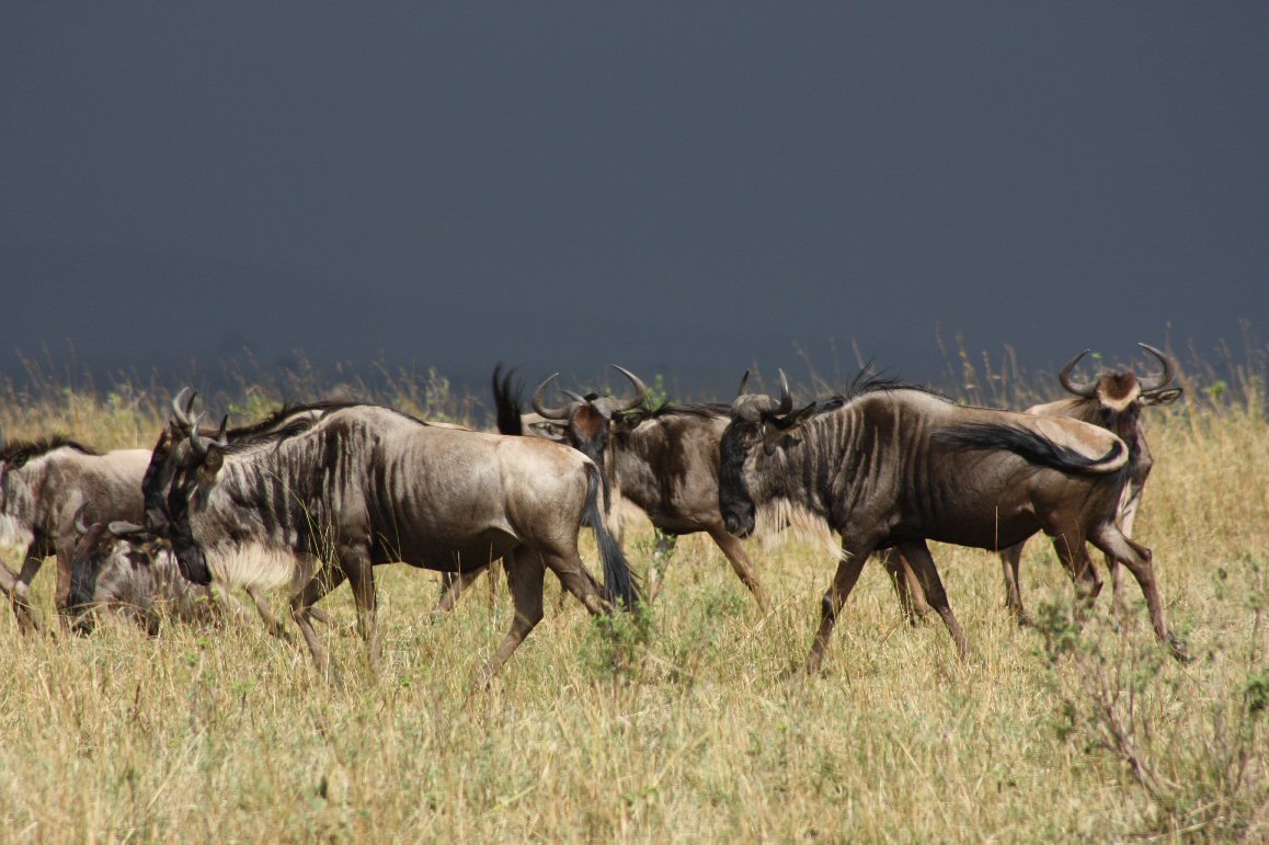 Migration