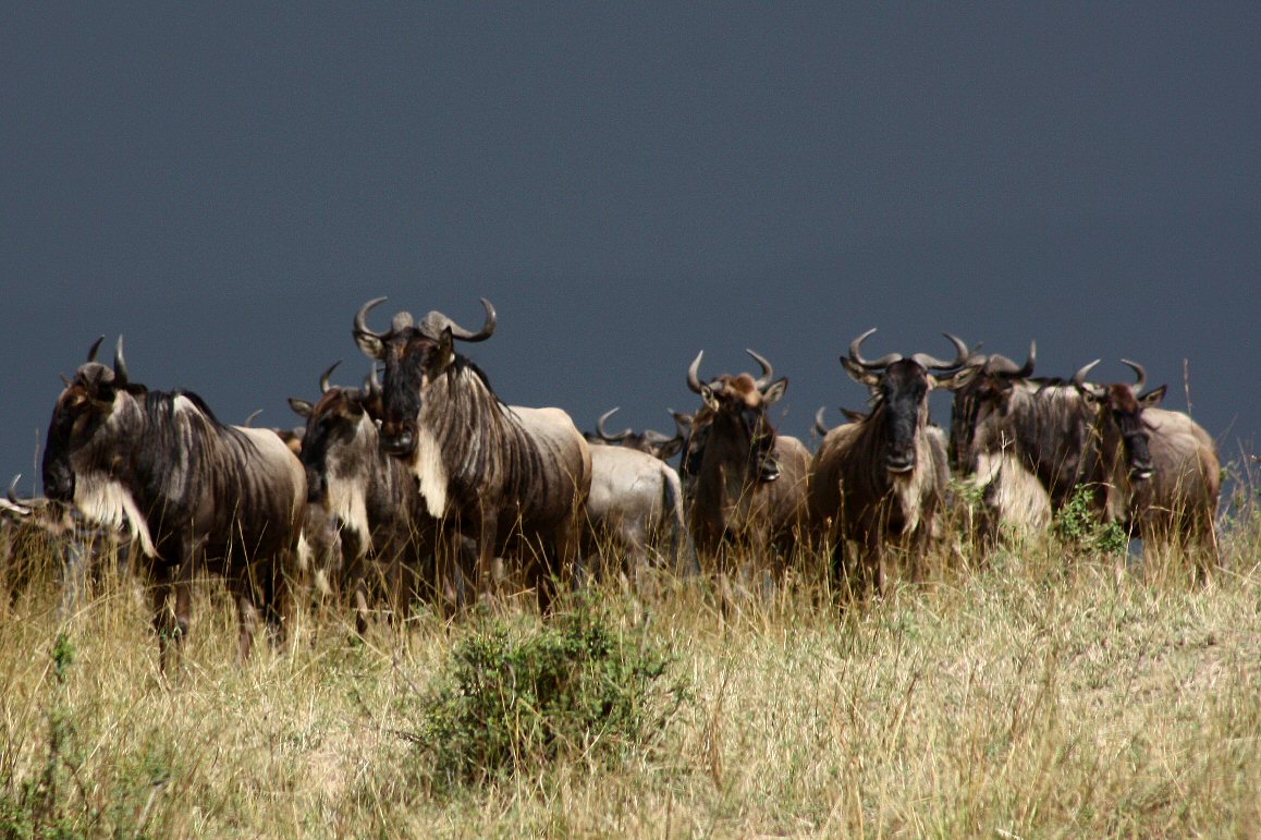 Migration
