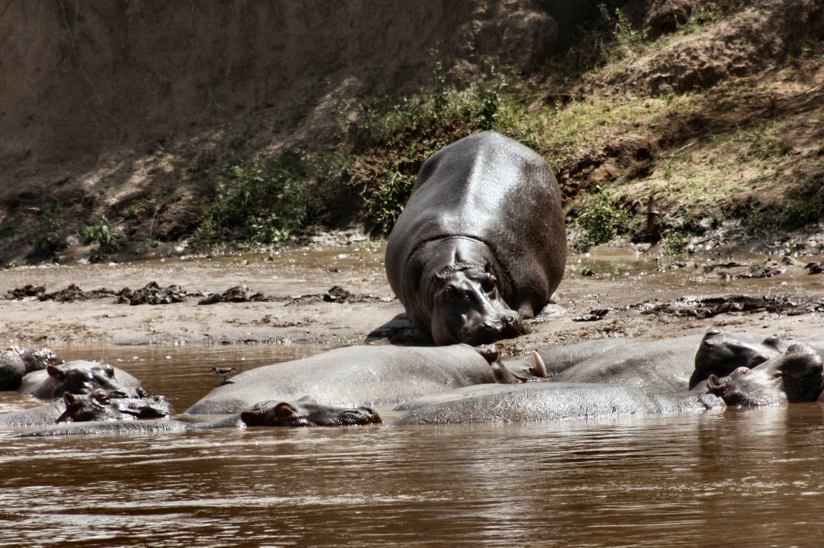 HippoOnMaraRiver