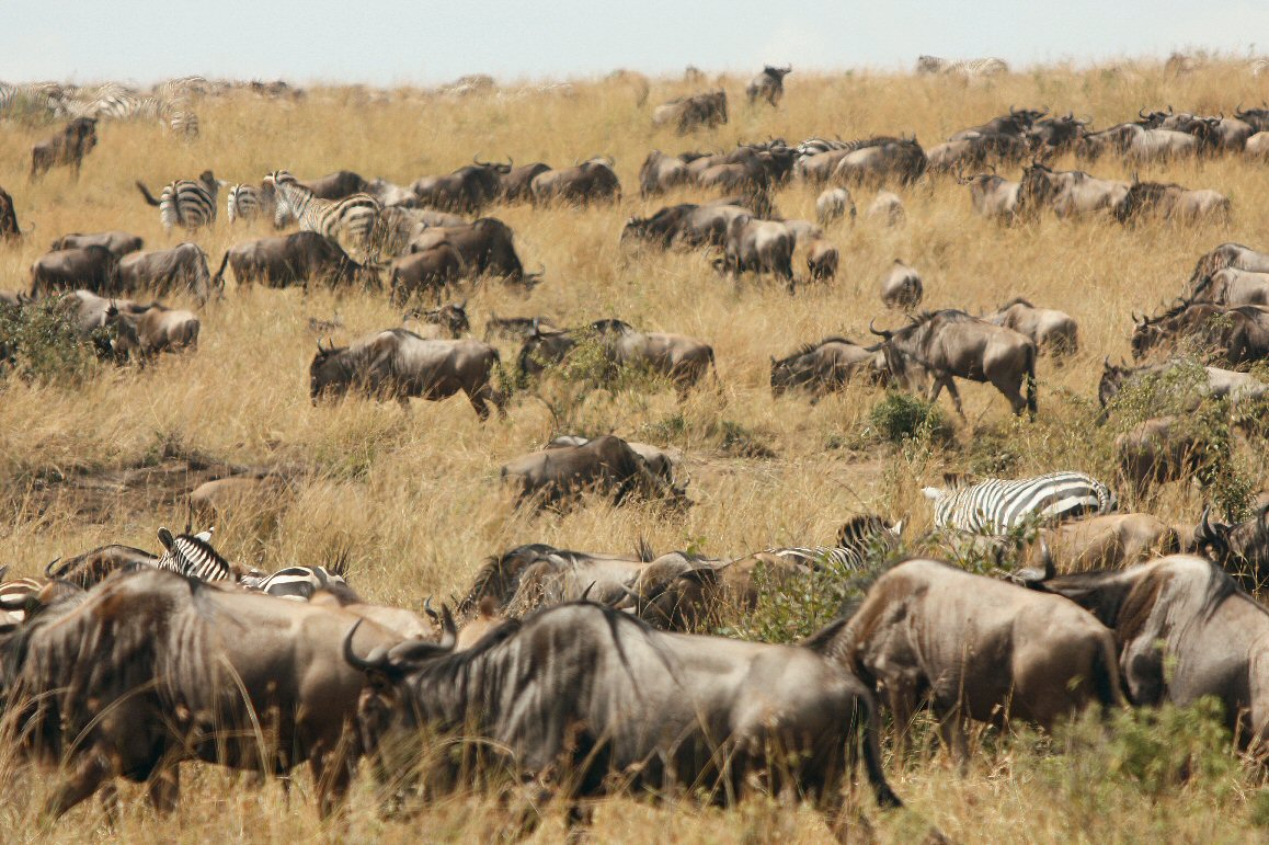 Migration