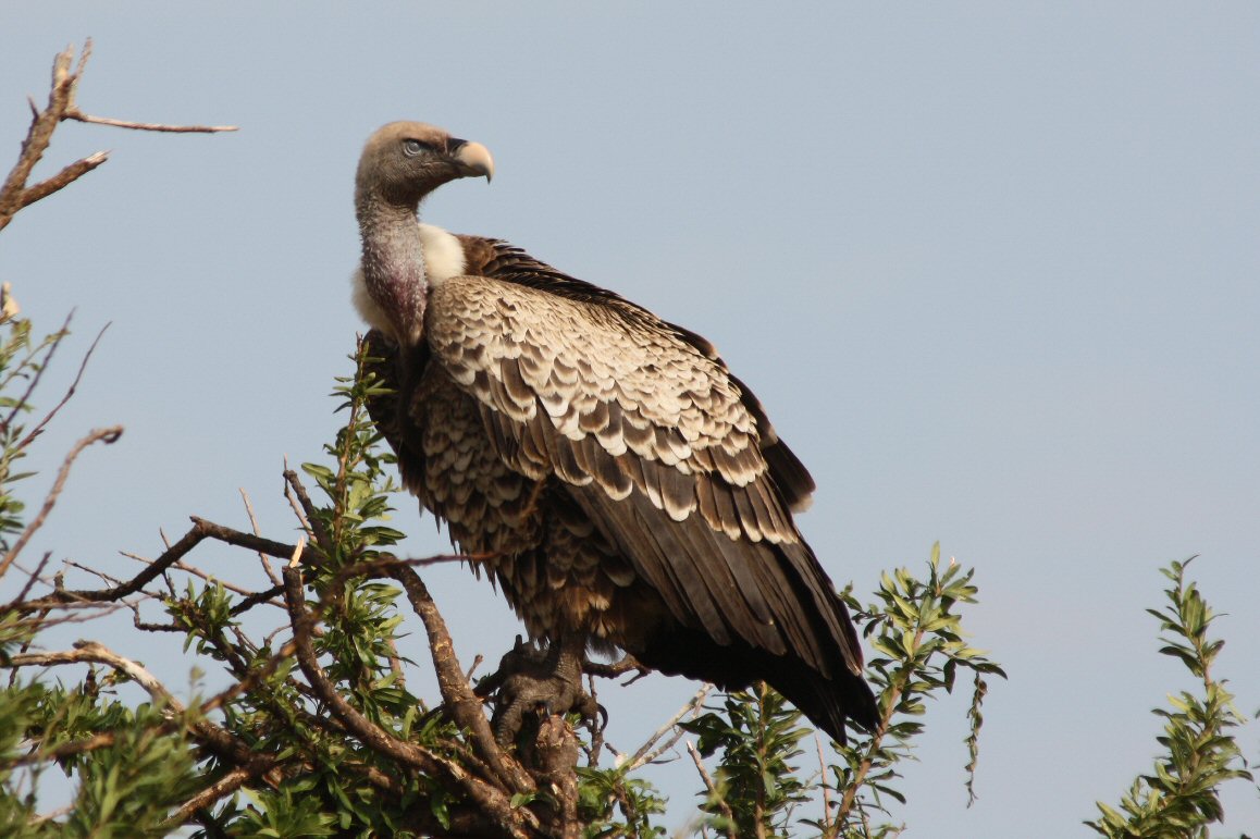 Migration