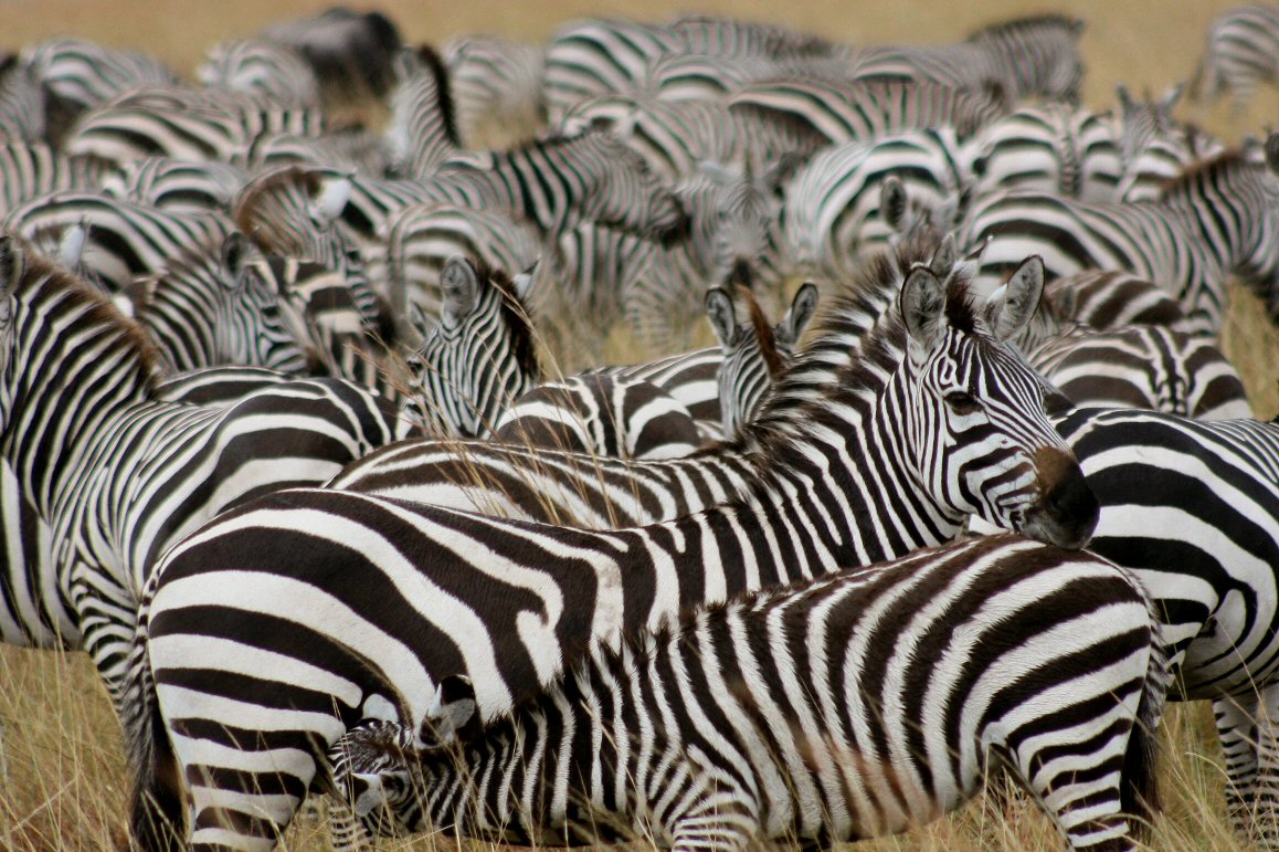 Migration