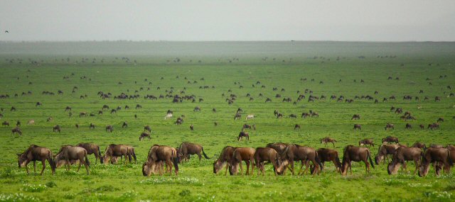Serengeti_Ngorongoro
