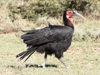 GroundHornbill