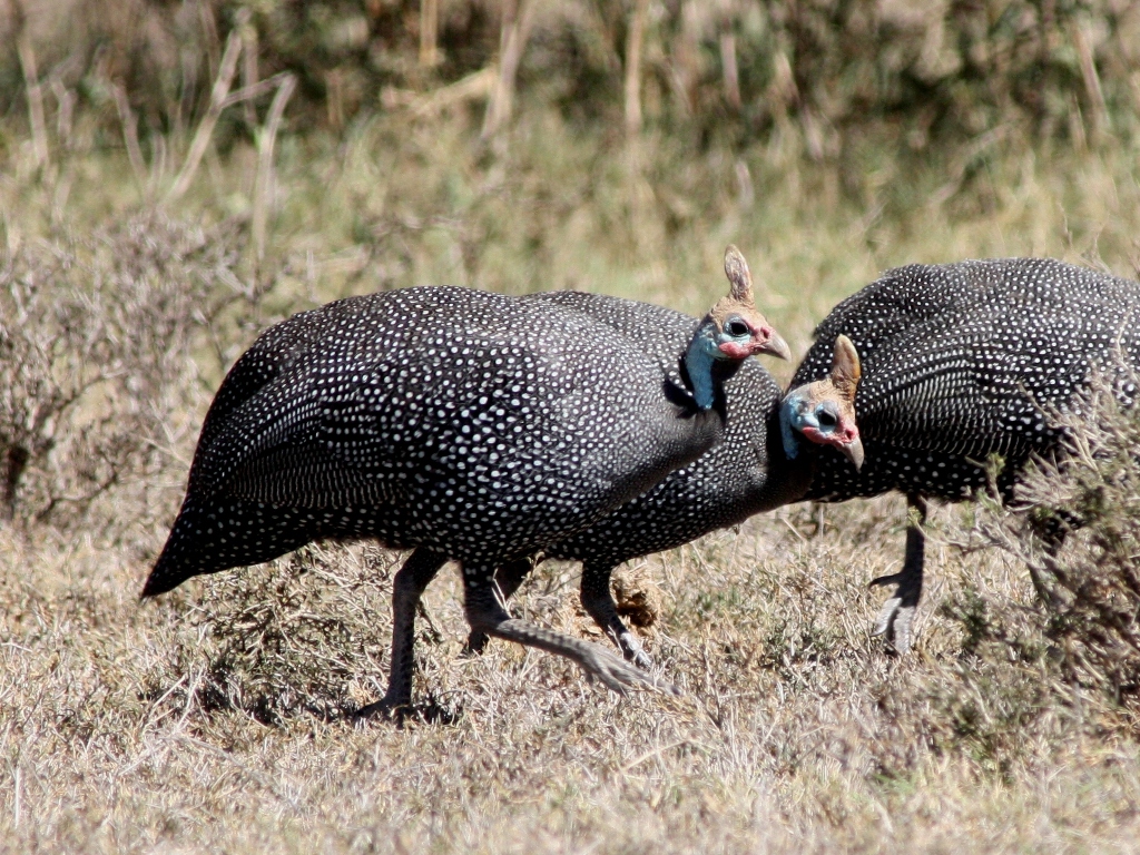 Out Of Park Bound Loita Plains