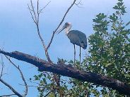 Heron
