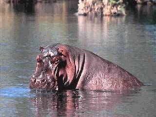 HippoMzima