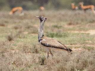 KoriBustard
