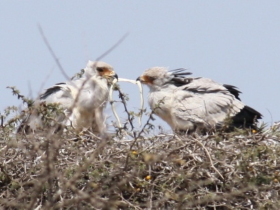 Sec.Bird JuvOnNest