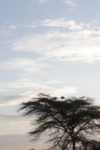 Sec.Birds