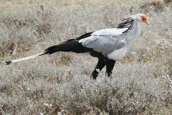 SecretryBird