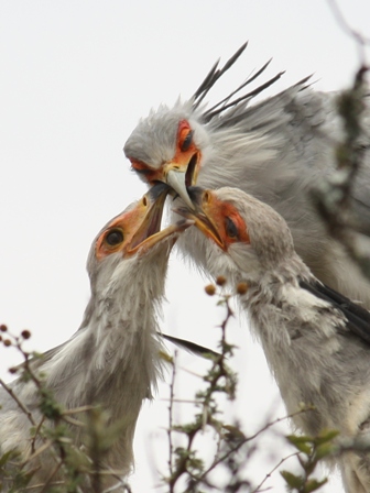 SecB-Feeding