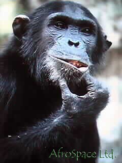 Chimpanzee