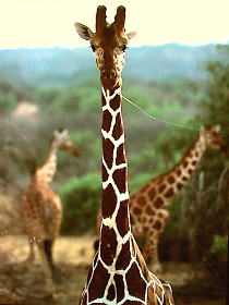 �f����������