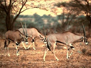 Oryx