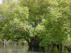 mangrove